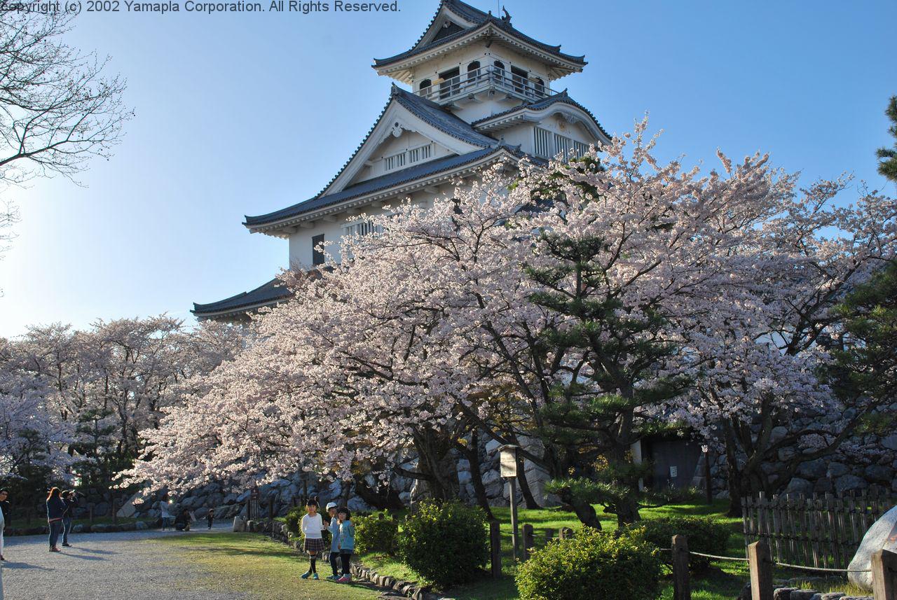 長浜豊公園の桜 見ごろを迎える 滋賀ガイド