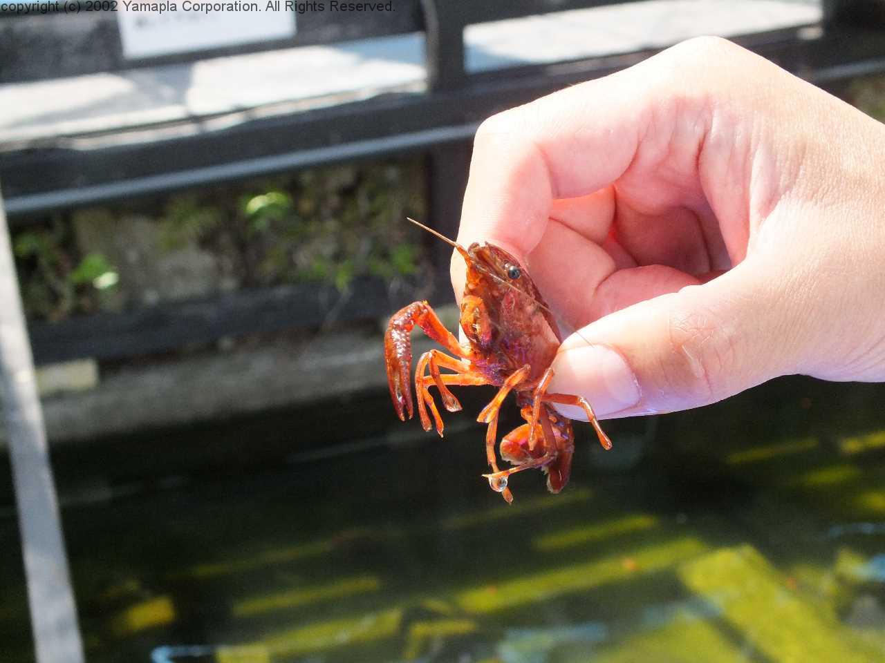 比叡山ドライブウェイでザリガニ釣り 滋賀ガイド