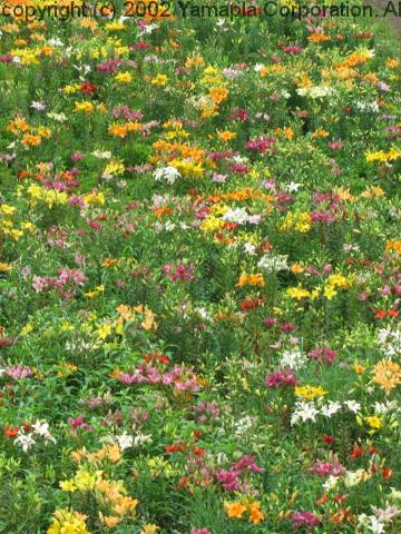 びわこ箱館山ゆり園 250万輪のゆりの花園 滋賀ガイド