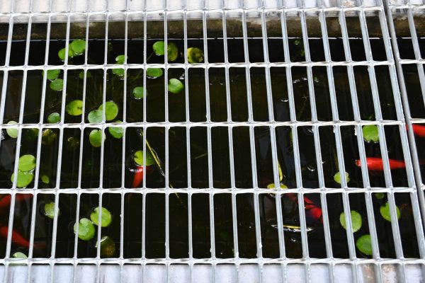 金魚とヒツジグサ　ボウフラの湧く数が抑えられるという