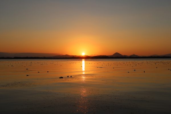 冬至を過ぎた琵琶湖には、雁や鴨、カイツブリなど無数の鳥がやって来る