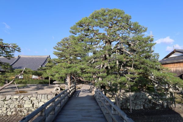 推定樹齢350年のクロマツ