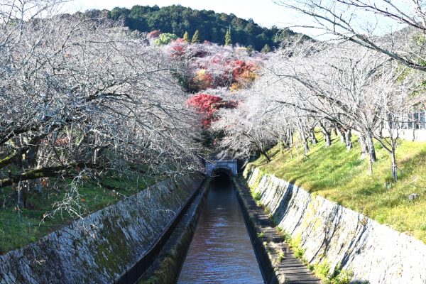 疏水の両岸は桜の名所になっている