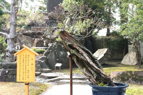 館内での展示を待つ「不老」