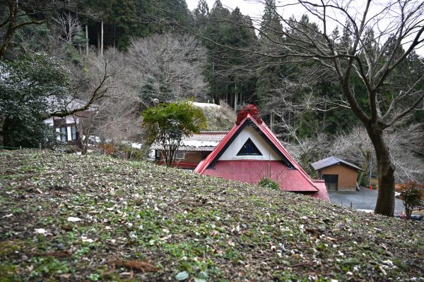 長尾寺の裏山に広がるセツブンソウ