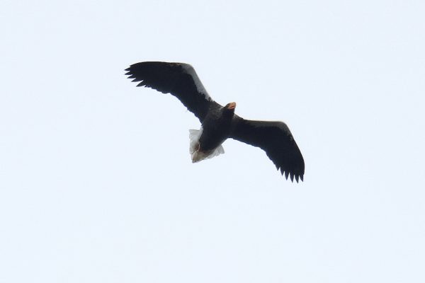 高度を上げ北へ飛び立つ「おばあちゃん」